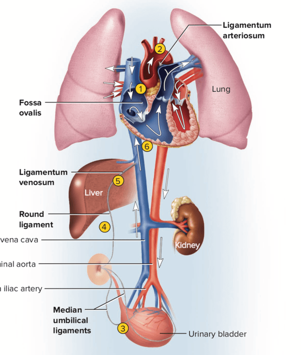 List 103+ Pictures What Does A Healthy Umbilical Cord Look Like Excellent