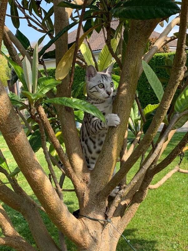 25 ++ mon chat met sa patte sur mon visage 212107Mon chat