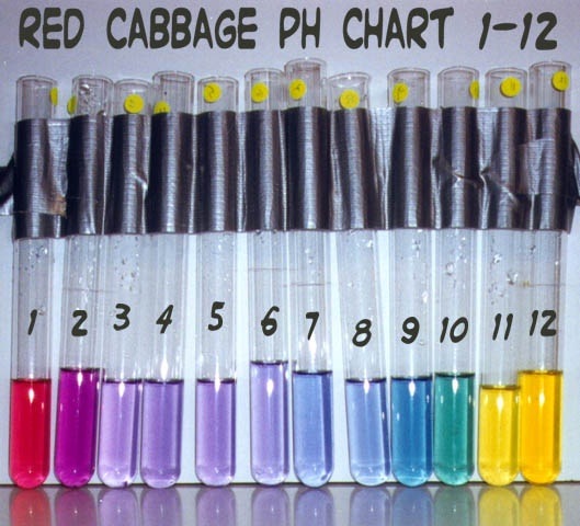 Why does the acidity of red cabbage change when it is cooked? Quora