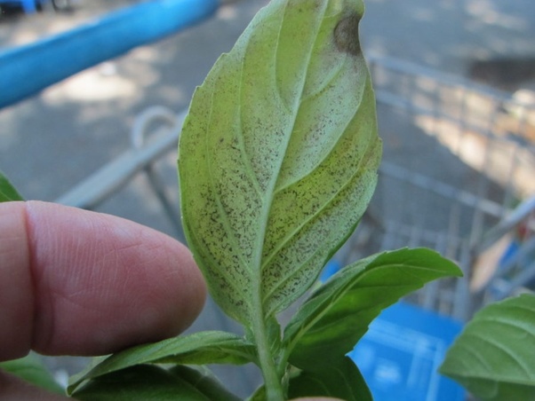 The leaves also fall off very easily from the plant. Why Do My Herb Plants Have Tiny White Spots On Them I Can T See Any Insects And I Don T Think It S Mould Quora