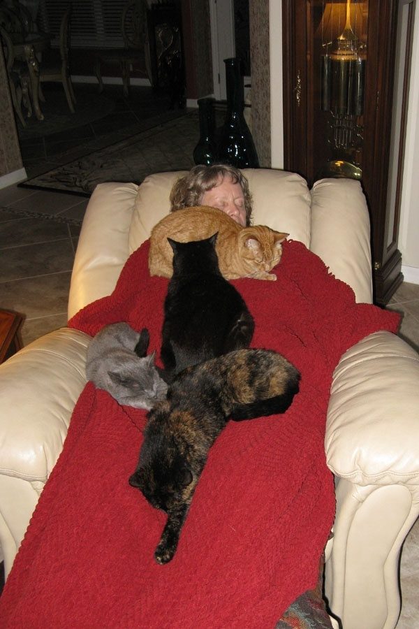 How long can it take for two cats to get along? Quora