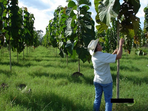 ¿Cuánto tiempo tarda en crecer un árbol? Quora