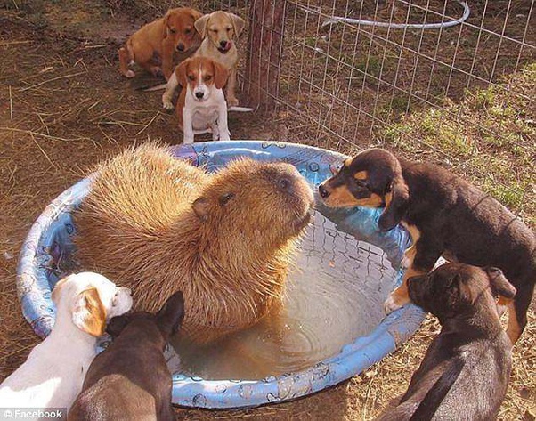 Why are there so many photos of capybaras chilling with other animals
