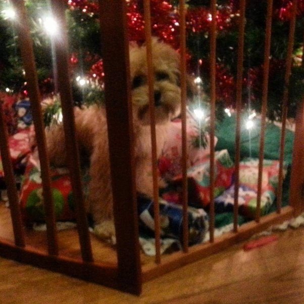 My dog pees on my Christmas tree. What can I do? Quora