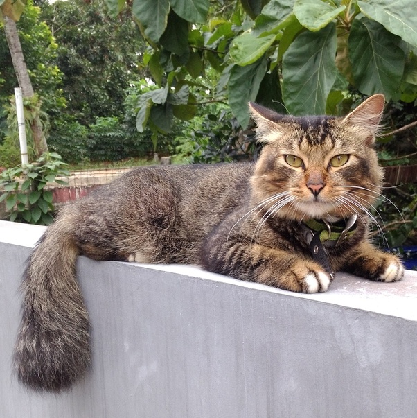 Apakah kamu memiliki kucing? Jika ya, seperti apa kucingmu? Quora