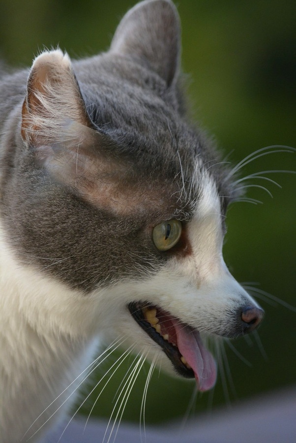 Are foxes essentially a cross between a feline and a