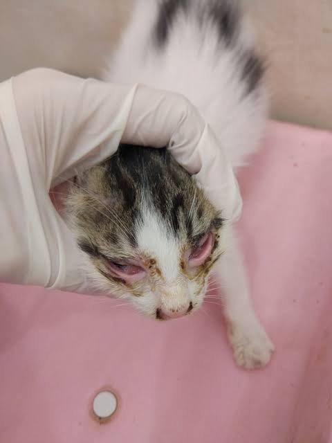 Bagaimana cara menyembuhkan kucing sakit mata? Pinggiran matanya agak  bengkak dan berair, kalau di lap matanya pakai kapas malah ada  kekuning-kuningan. - Quora