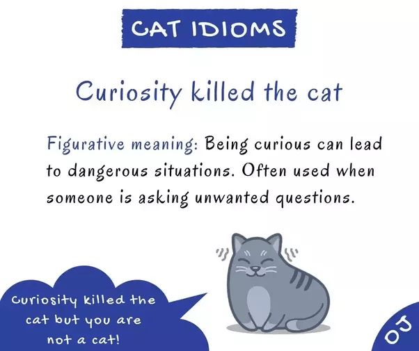 What is the meaning of the idiom 'curiosity killed the cat'? Quora
