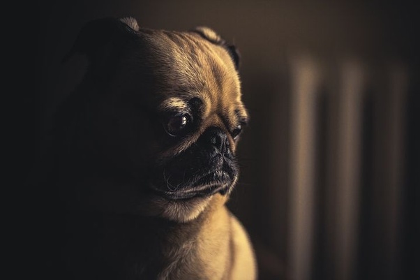 What is the price of a Pug dog? Quora
