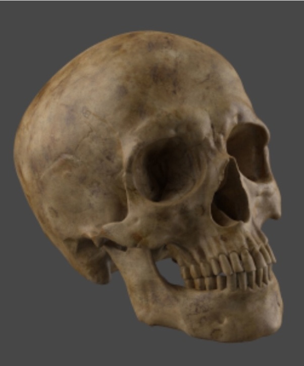 Which bite force is stronger, a human or an apes? Quora