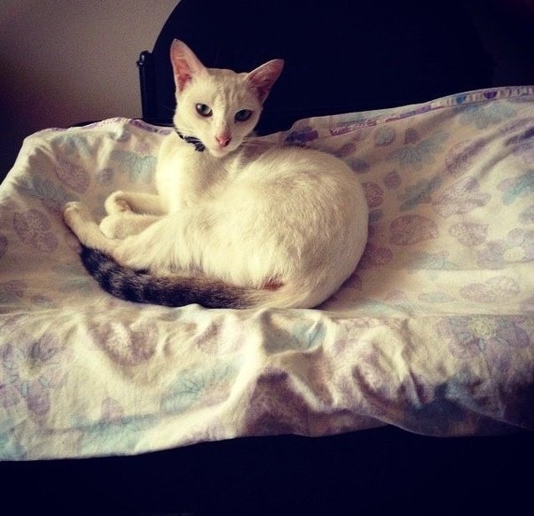 Can you own a cat? Quora