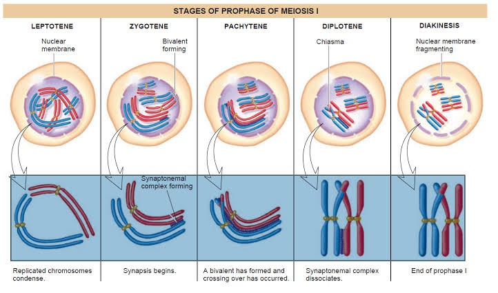 Pada fase meiosis manakah terjadi persilangan kromosom? - Quora