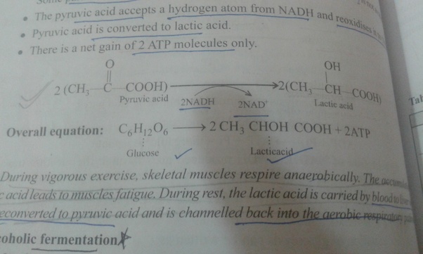 What is the difference when the yeast cell and the muscle cell go