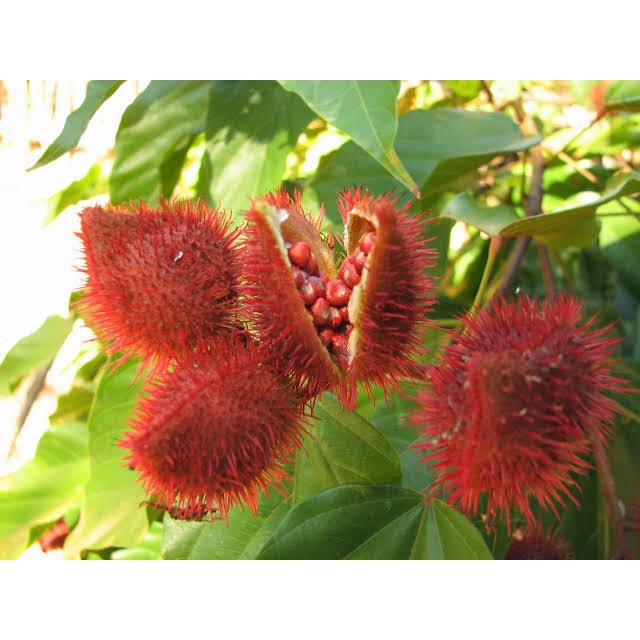 Apa saja tanaman yang bisa digunkan sebagai pewarna alami kain? - Quora