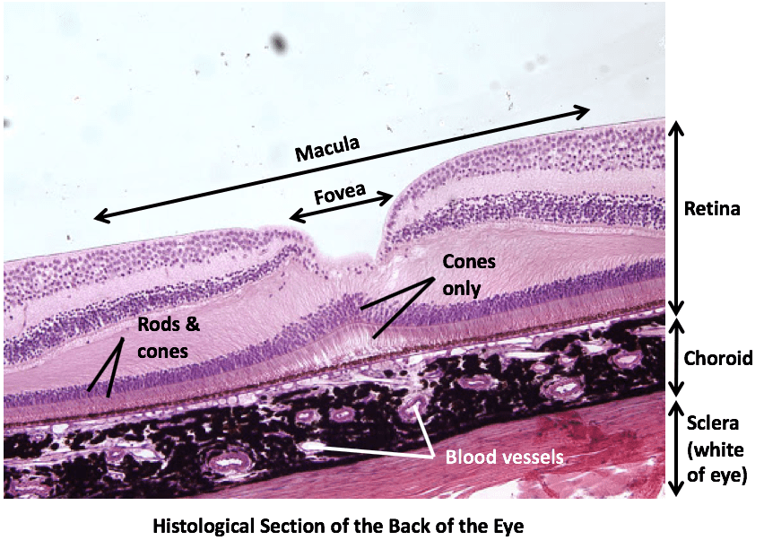 Apa perbedaan antara makula dan retina? - Quora