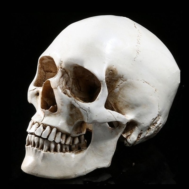 Why does the Australian Aboriginal skull look much like the Neanderthal
