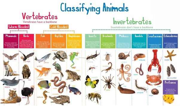 Animals That Don T Lay Eggs Are Called Aja Pictures