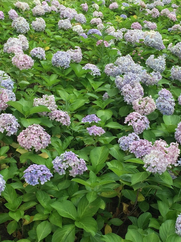 Which flowers do you like? Quora