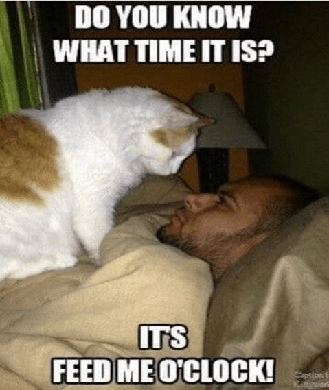 The Definitive List Of The 10 Best Cat Memes In The World The Honest Kitchen Blog