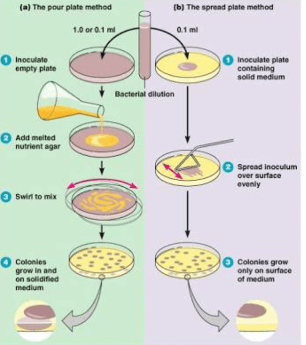 Advantages And Disadvantages Of The Serial Dilution Agar Plate Technique