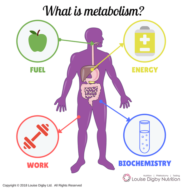 What else affects the speed of metabolism besides eating and fasting