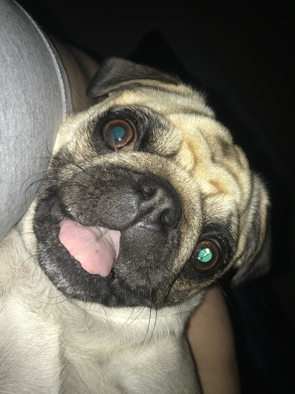 What is your review of Pugs? Quora