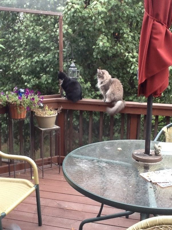 How to avoid having my cat jump from the balcony Quora