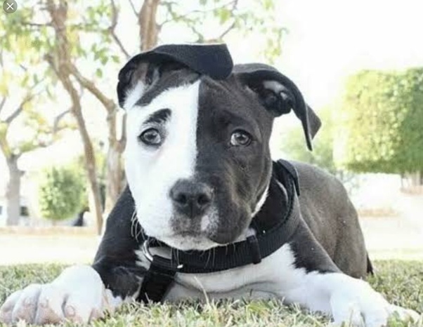What are some good names for a black and white dog? Quora