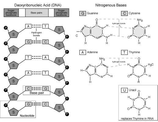 What holds one strand against the other in the double helix? Quora