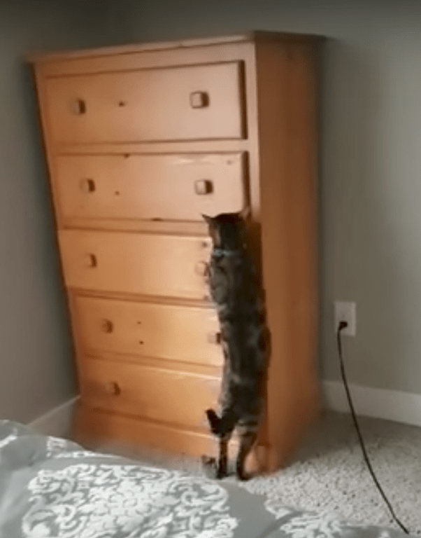 How to get a cat to stop peeing on clothes Quora