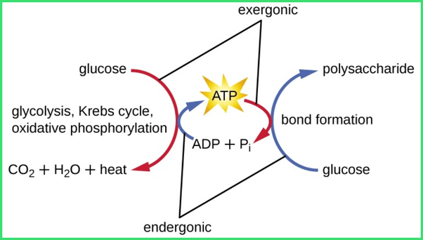 What is the difference between a catabolic pathway and an exergonic reaction? Quora