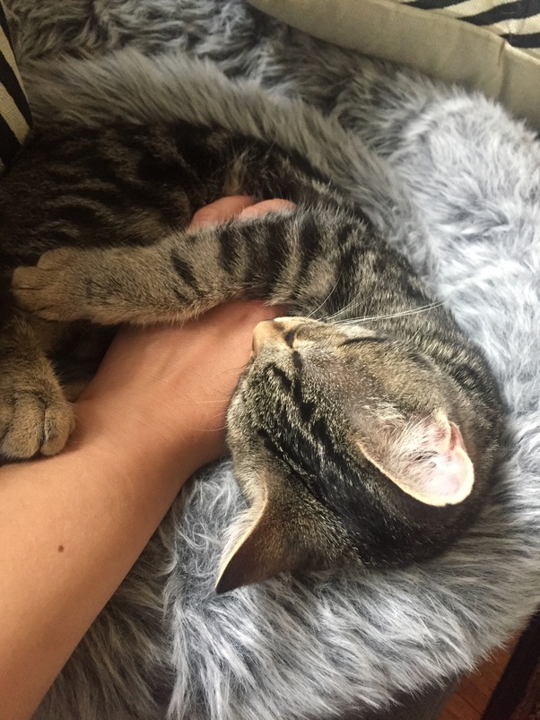 Does your cat like belly rubs? Quora