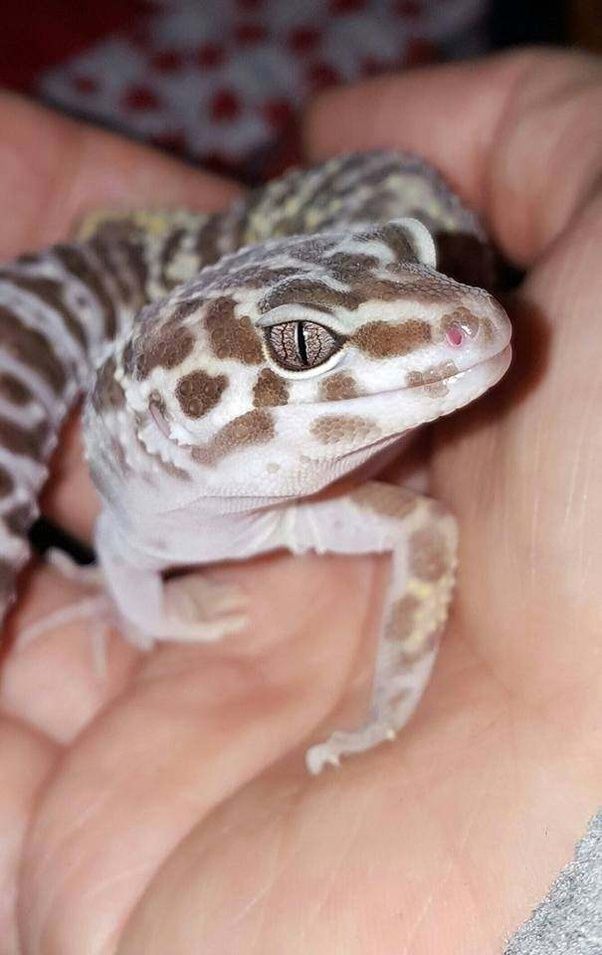 What are leopard geckos like as pets? Quora