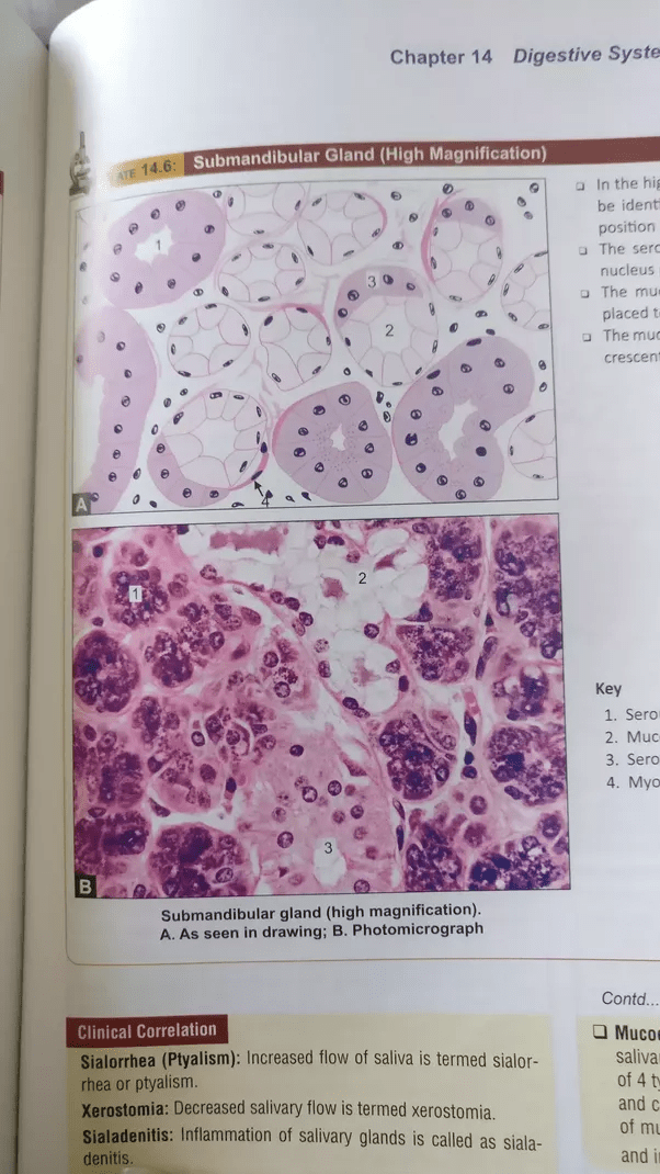 Which book is good for histology (MBBS 1st year)? Quora