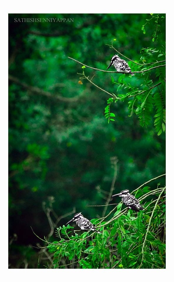 Who are the best wildlife photographers in India? Quora