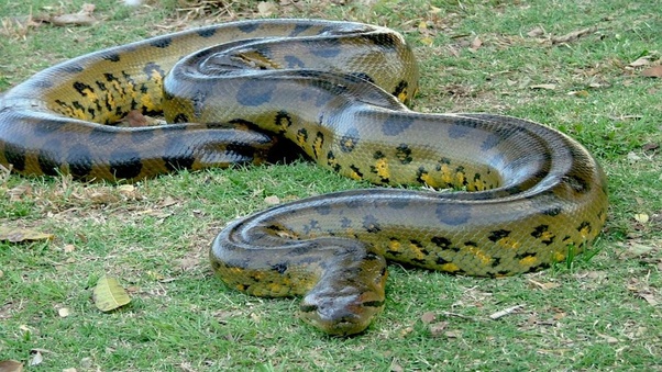 What is the largest snake in the world? Quora