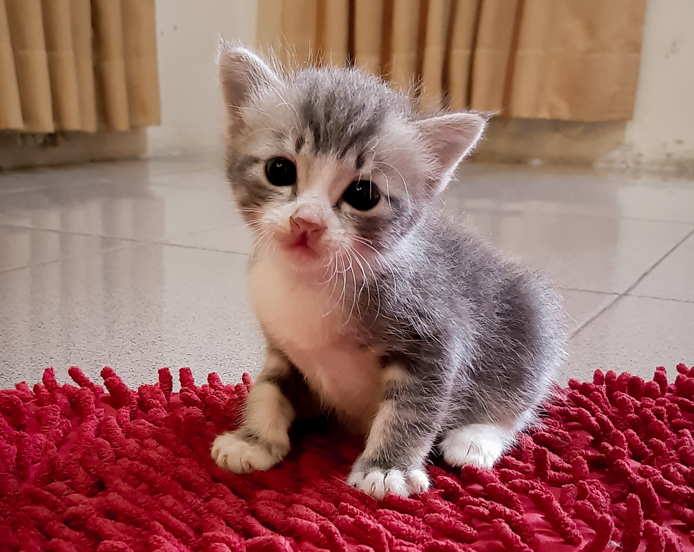 Apakah kamu memiliki kucing? Jika ya, seperti apa kucingmu? - Quora