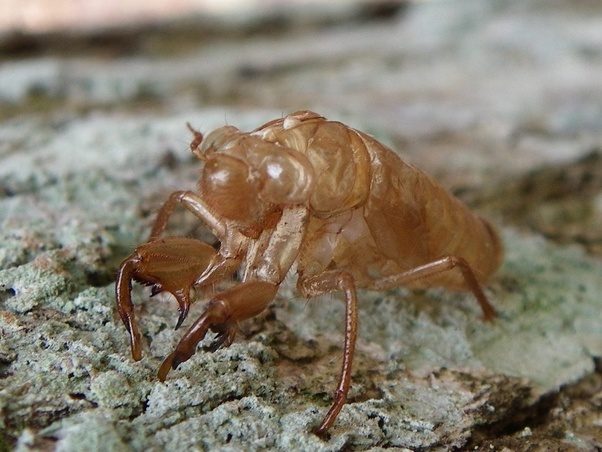 Why don't insects after they die? Quora