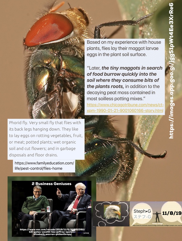 How deep do flies lay their eggs in indoor plant pot soil? Quora