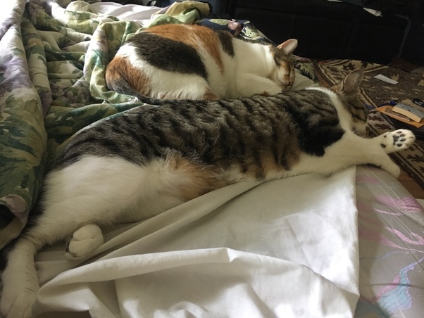 What can I do to stop my cat from scratching and meowing at the door at