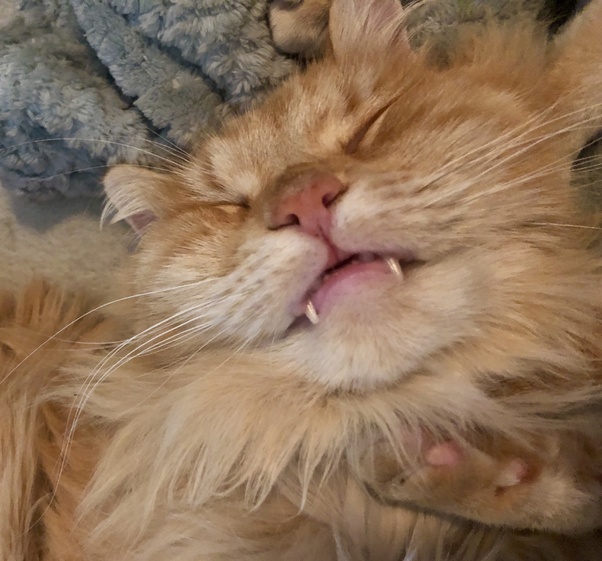 How come black cats usually have their fangs sticking out