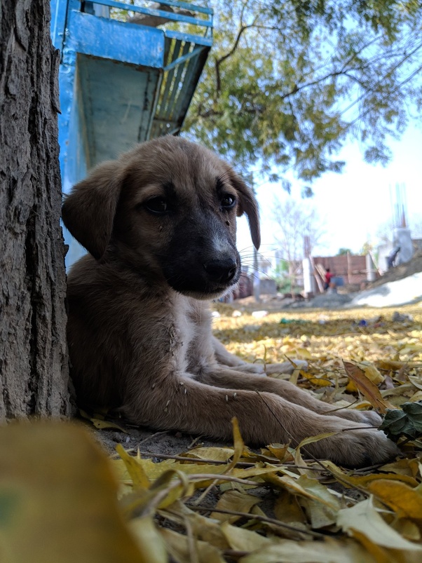Would you adopt a stray Indie dog in India? Quora