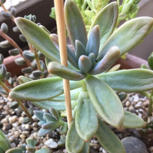 How often should you water succulents? Quora