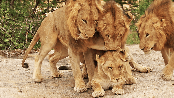 A Lion Always Protects His Lioness Queen Quotes Lion Love Lion