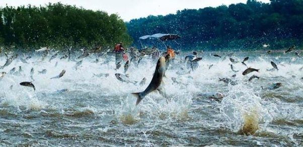 Why do some fish jump out of the water? Quora