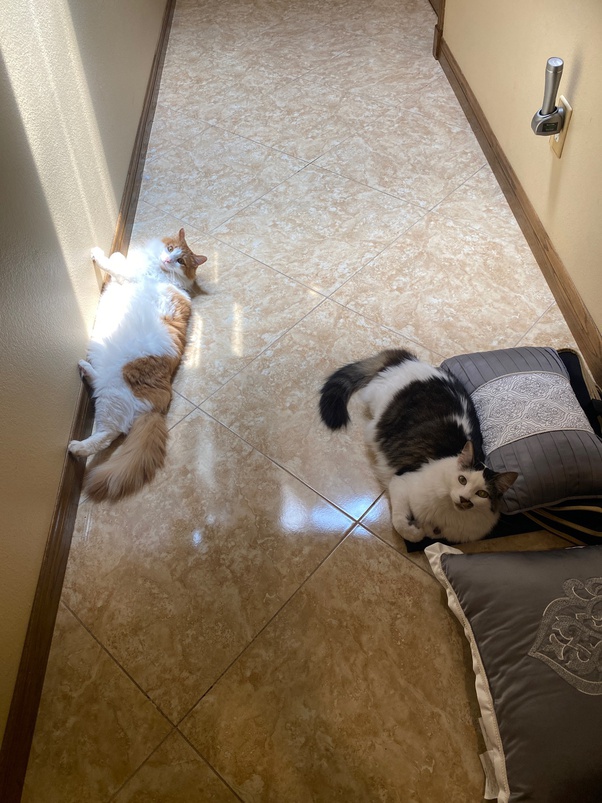 Can I Keep My Cat In The Basement Openbasement