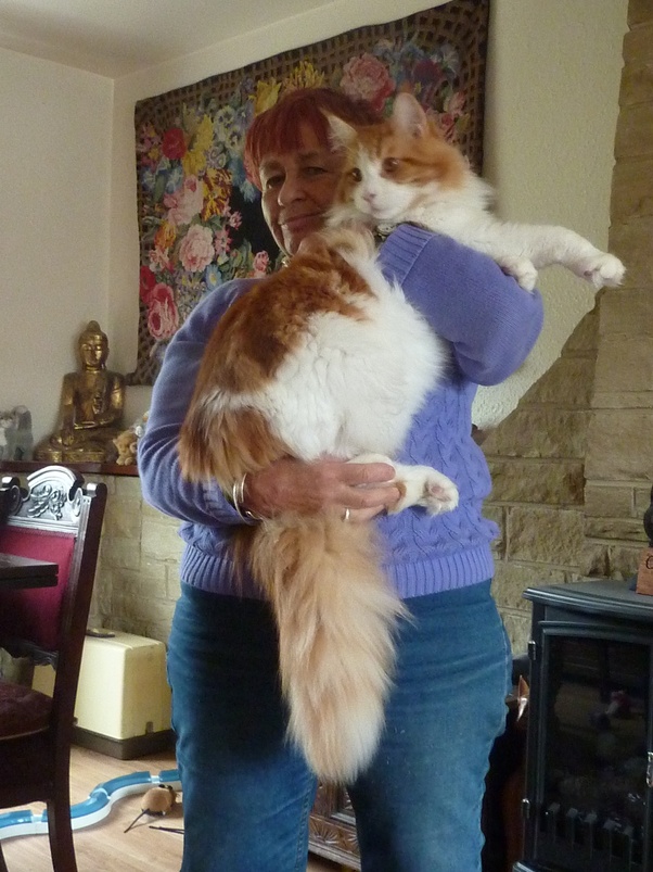 How Much Does A Maine Coon Cat Weigh HMUCHOW