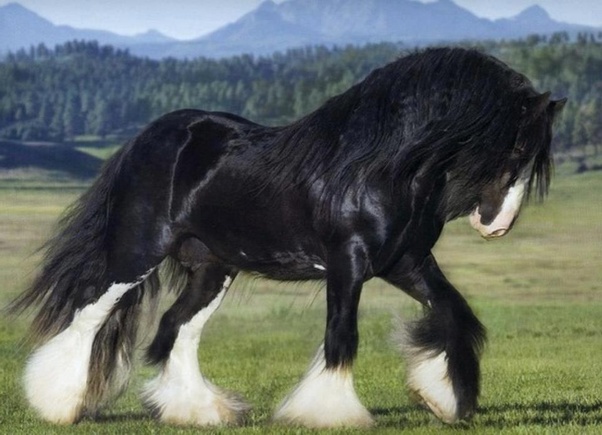 Why do some horses have feathers around their feet? Quora