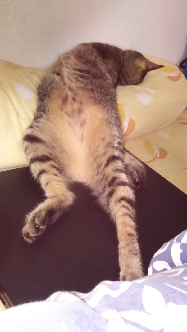 Do your cats come and sit directly on your hands when you are typing