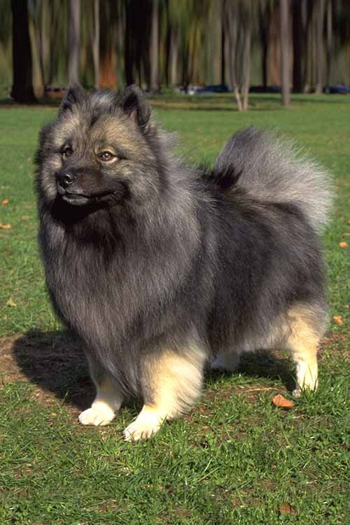 What are some small dog breeds that look like wolves? Quora